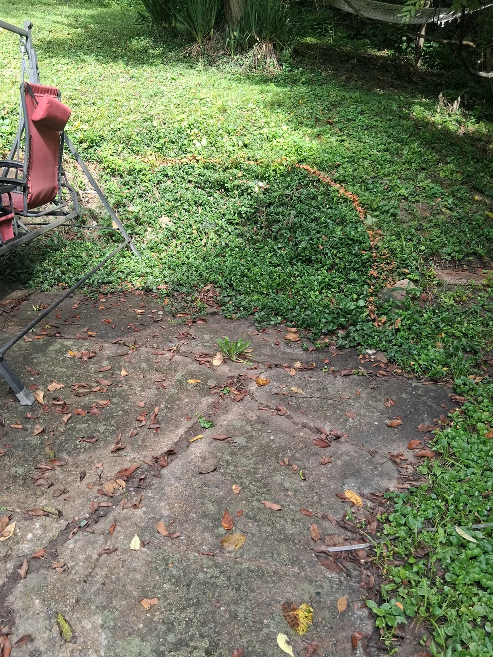 Old concrete slab cracked and half buried under groundcover behind the house in Cincinnati, OH