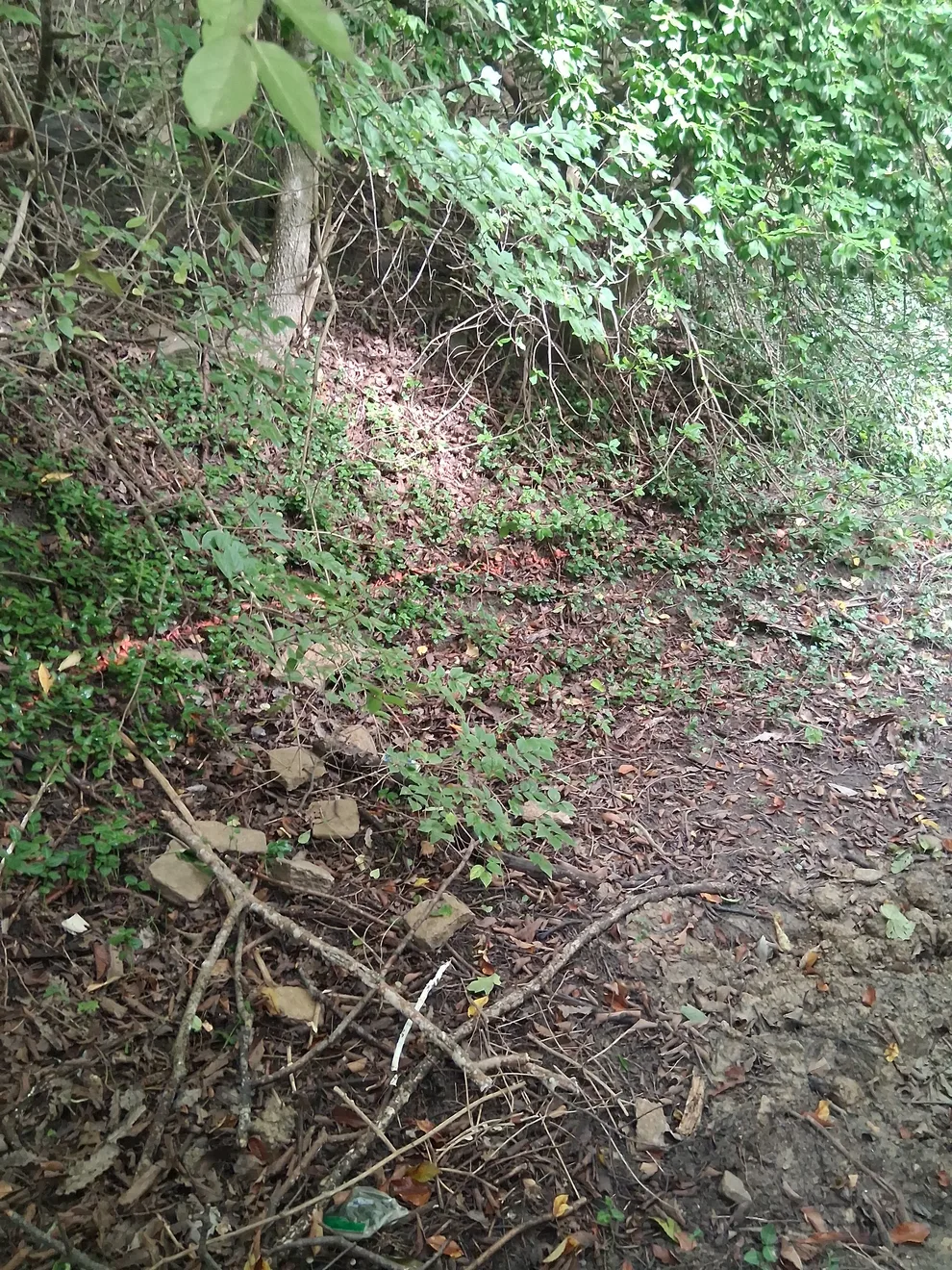 Overgrown hillside with loose stone and brush behind the house in Cincinnati, OH, before the wall went in